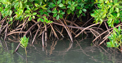 Protecting Panama’s Mangroves
