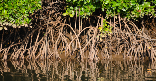 Educating to Protect: Audubon Americas exhibit on Panama’s Mangroves