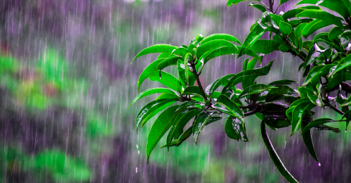 Rainy Season Arrives in Panama 