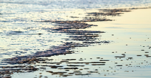 Red algae in Panama, is it a problem?