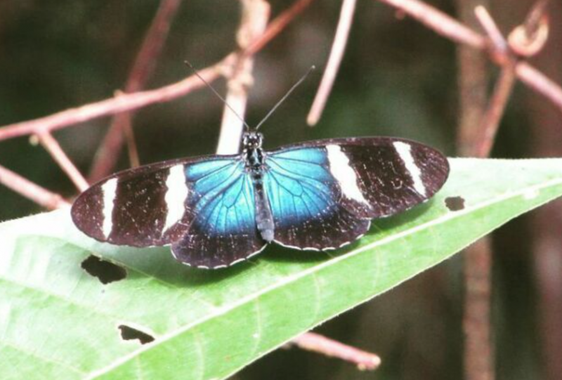 Panama Butterfly Inventory 