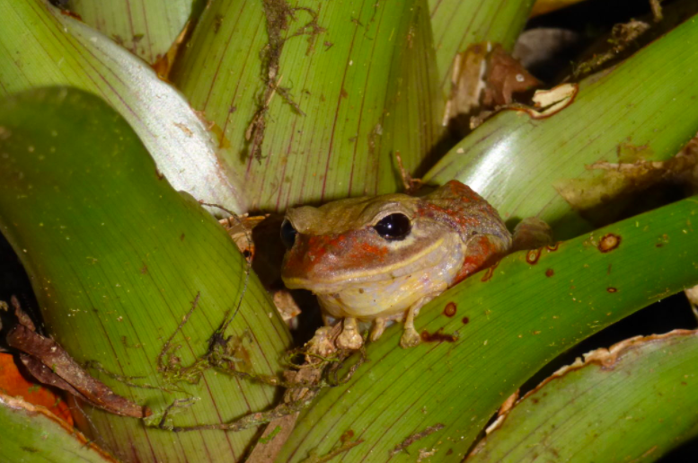 New species of tree frog in Panama named after Greta Thunberg 