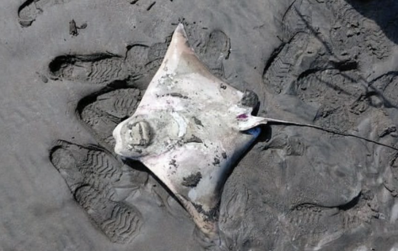 Dead Manta Rays in Punta Chame