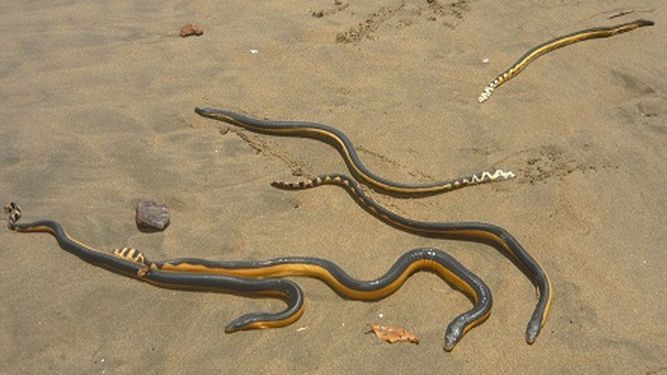 Water snakes are back!