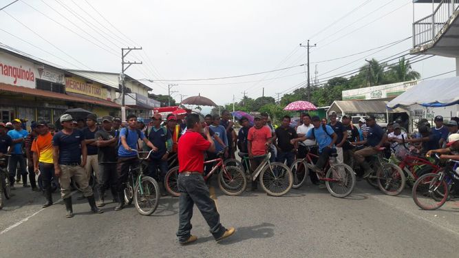 Banana Production Stopped in Bocas 