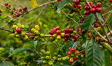  The Best of Panama Coffee 2025