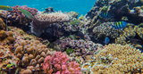 Global Coral Reef Monitoring Network Publishes Study 