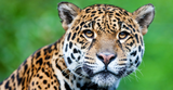 Conservation Efforts Mitigate Jaguar-Human Conflict in Panama