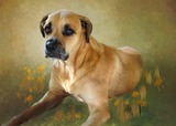 Spay Panama needs your help!