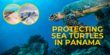 Protecting sea turtles in Panama