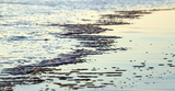 Red algae in Panama, is it a problem?