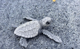 Help release baby sea turtles in Panama 