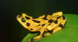 Update on Golden Frogs in Panama and How you can Support Them! 