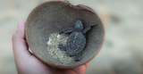The 2026 Turtle Fair in Mata Oscura