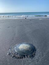 Jellyfish season in Panama