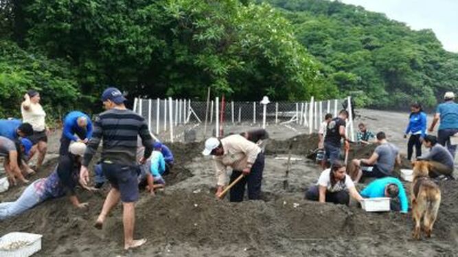 10,000 Marie turtle eggs kept in artificial nests 