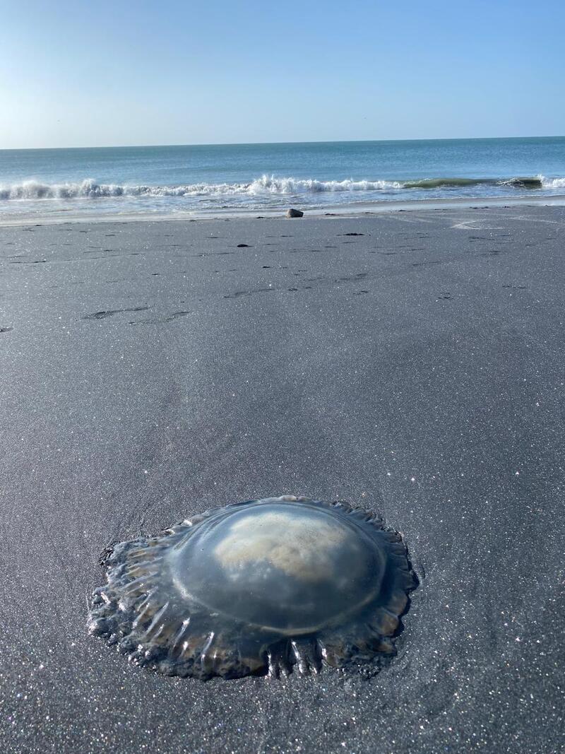 Jellyfish season in Panama